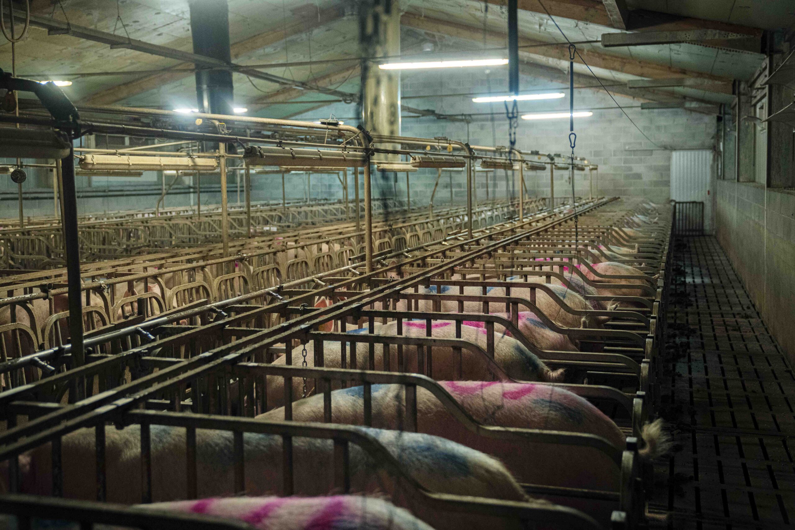 Allevamento La Pellegrina - gruppo AIA-Veronesi – Greenpeace