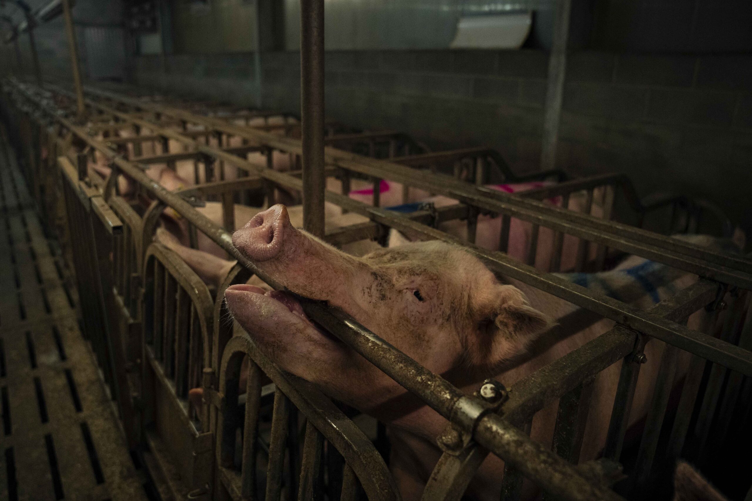 Maiale in un allevamento di suini di La Pellegrina - Gruppo AIA-Veronesi - Greenpeace, allevamenti