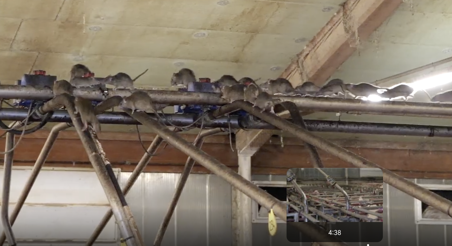 Allevamenti maiali La Pellegrina Gruppo Aia Veronesi