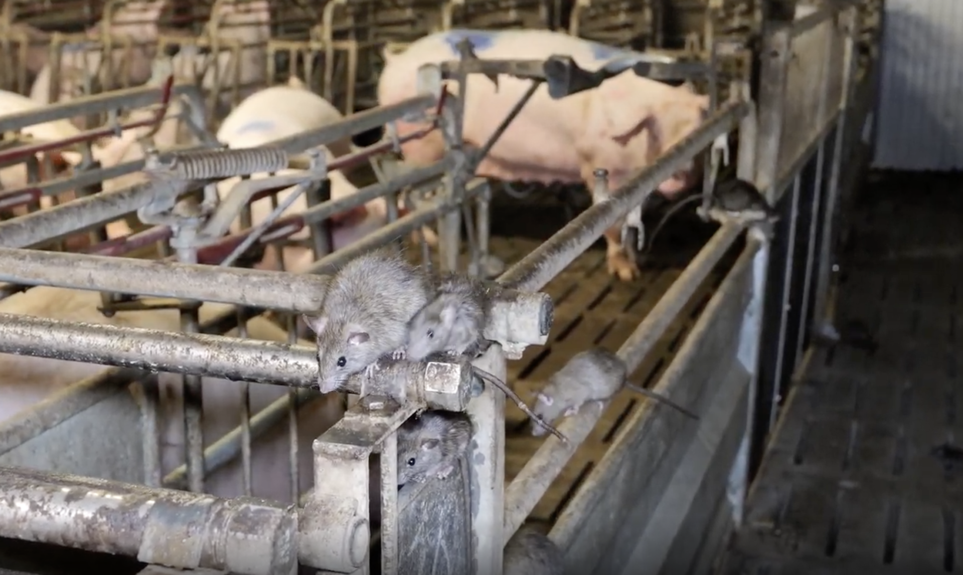 Allevamenti maiali La Pellegrina Gruppo Aia Veronesi 