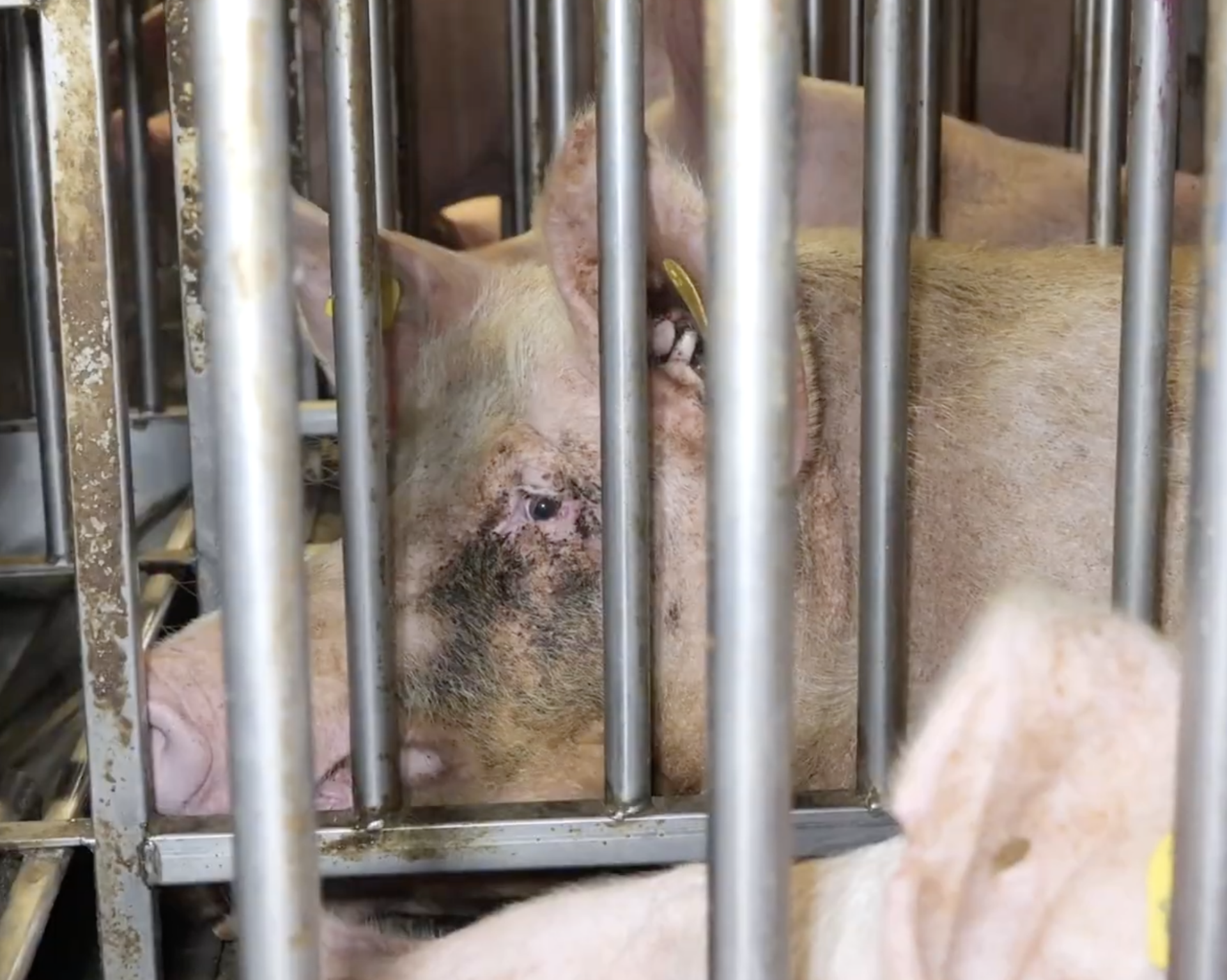 Allevamenti maiali La Pellegrina Gruppo Aia Veronesi 