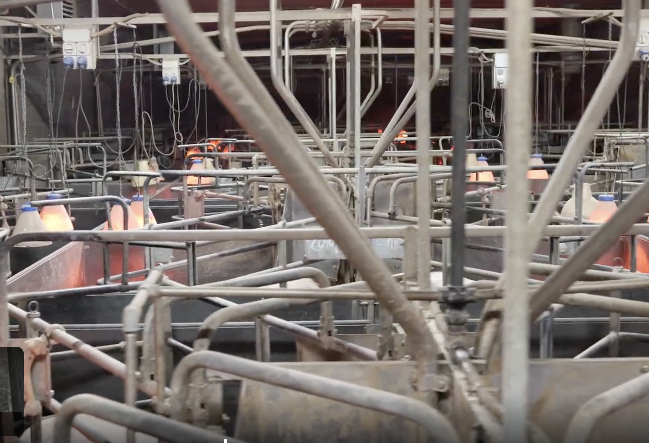 Allevamenti maiali La Pellegrina Gruppo Aia Veronesi