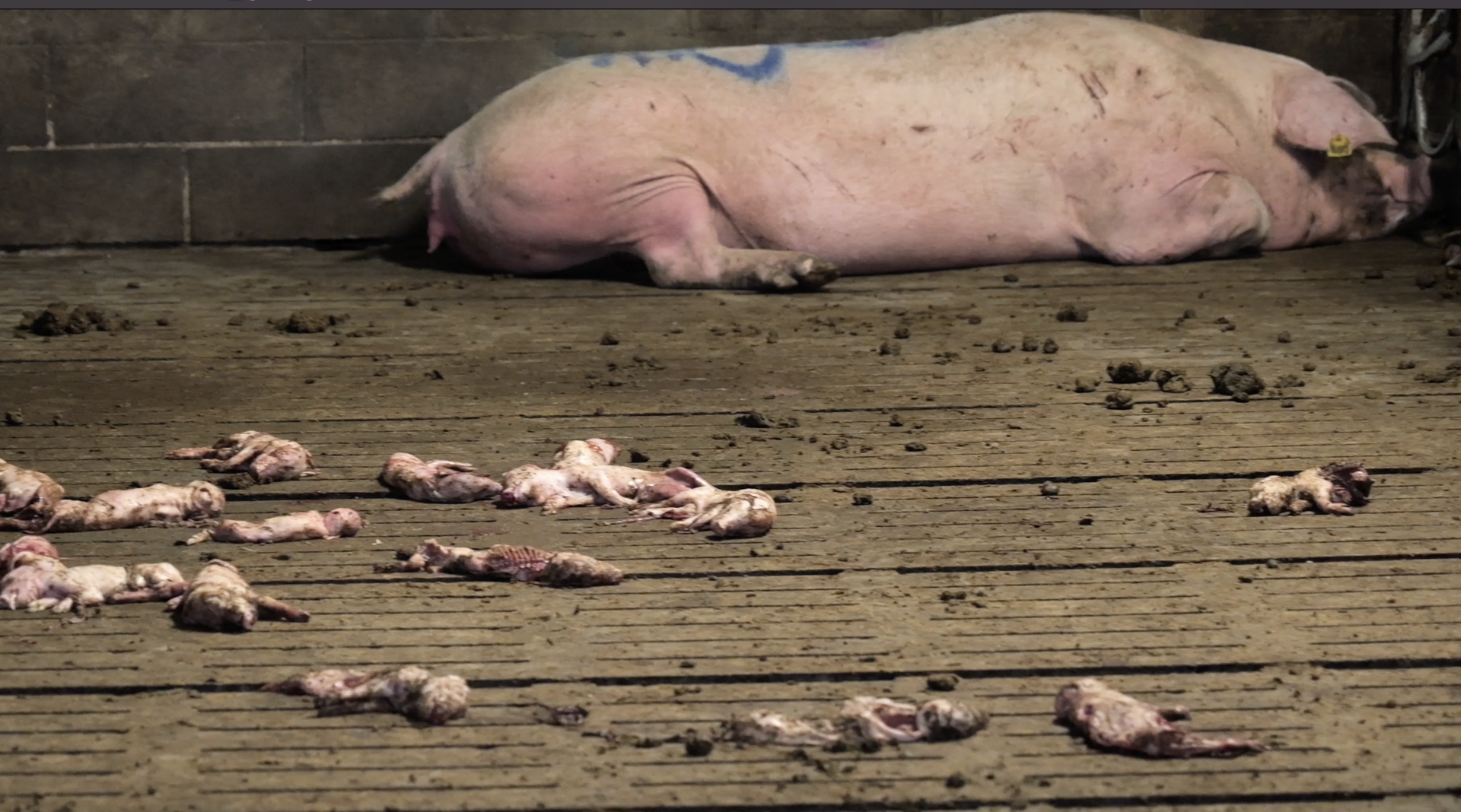 Allevamenti maiali La Pellegrina Gruppo Aia Veronesi