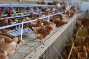 Galline ovaiole in un allevamento a terra; concept: uova