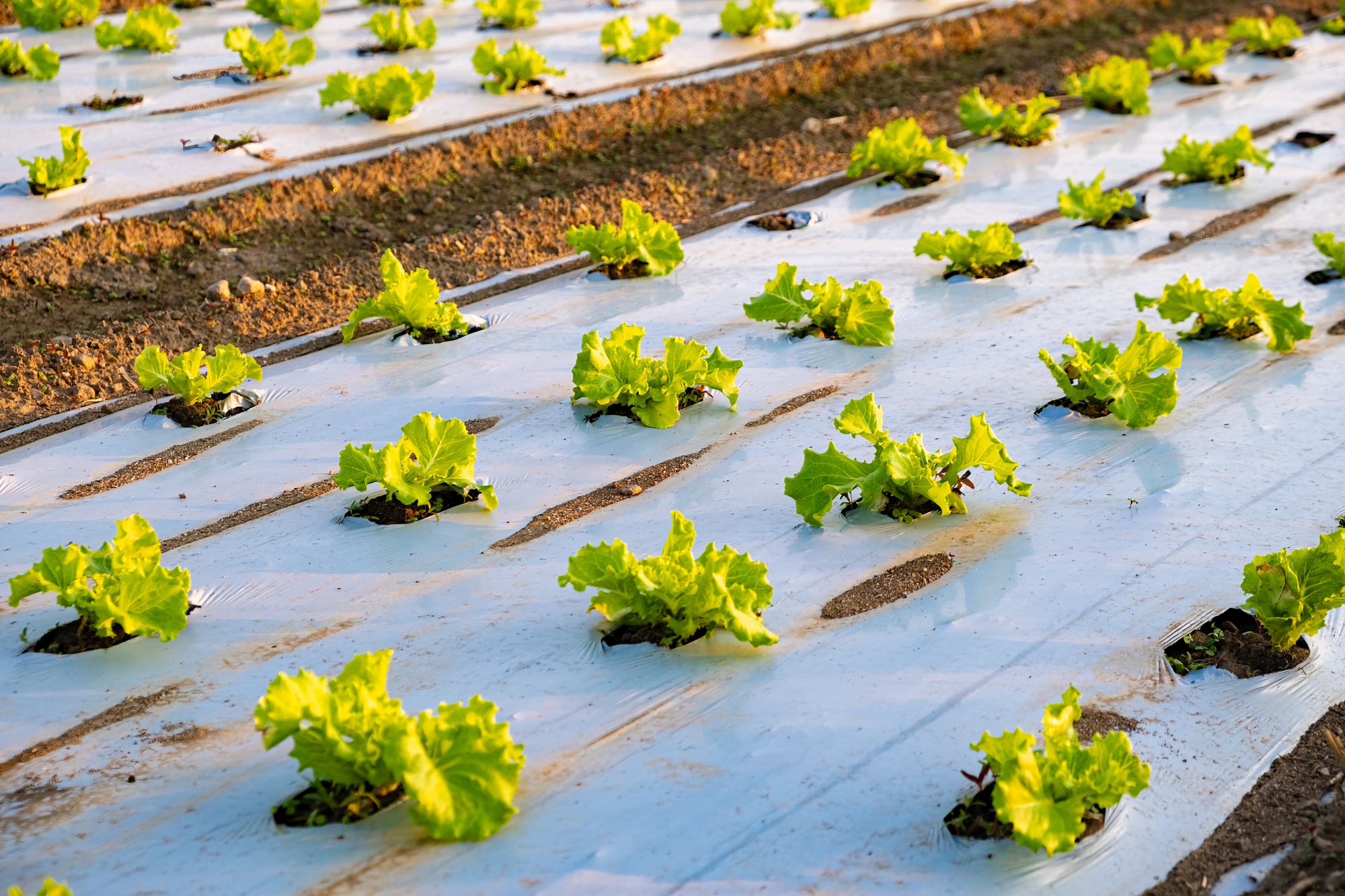 Campo di insalata tipo lattuga con teli di pacciamatura in plastica
