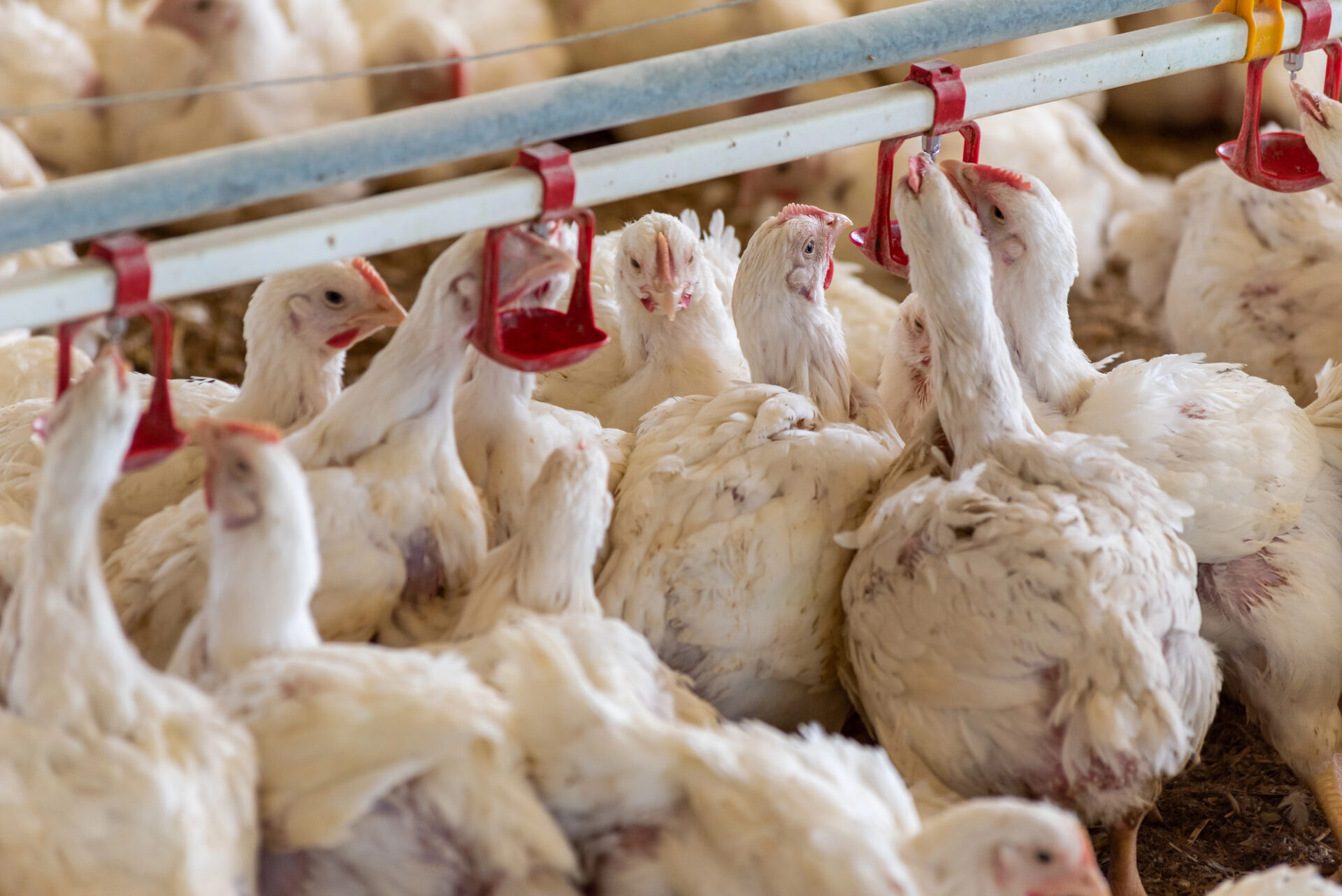 Pollo fritto fast food 