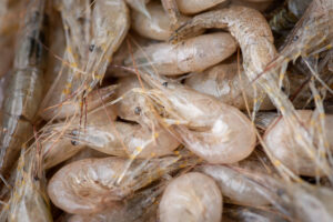 Gamberi bianchi freschi