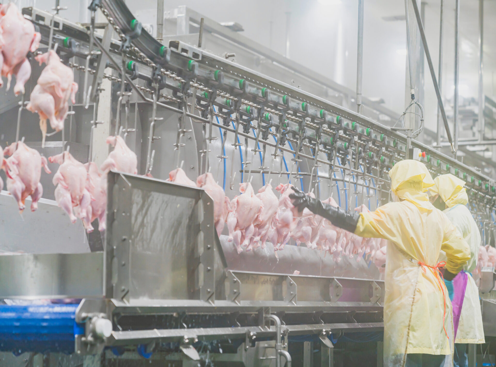 pollo polli industria allevamento carne lavorazione Depositphotos_423934538_L