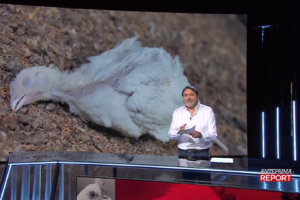 Report 13.04.2026 AIA-Veronesi