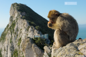 University of Cambridge gibilterra scimmie macachi junk food