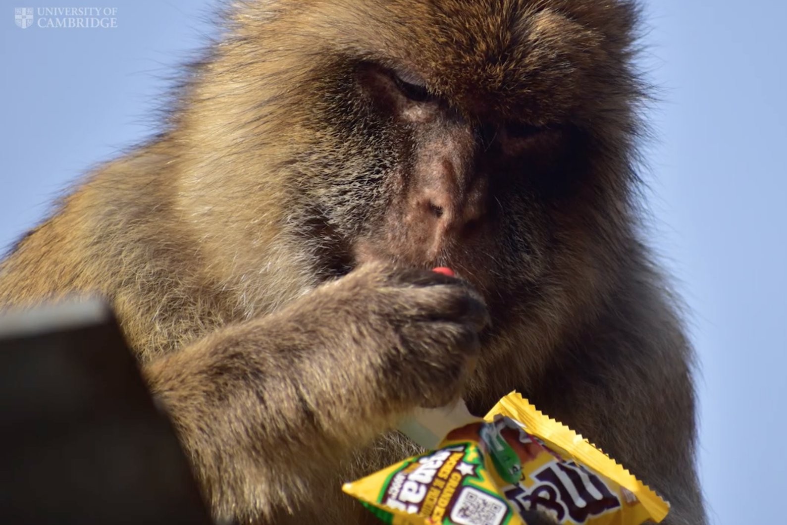 University of Cambridge gibilterra scimmie macachi junk food mems