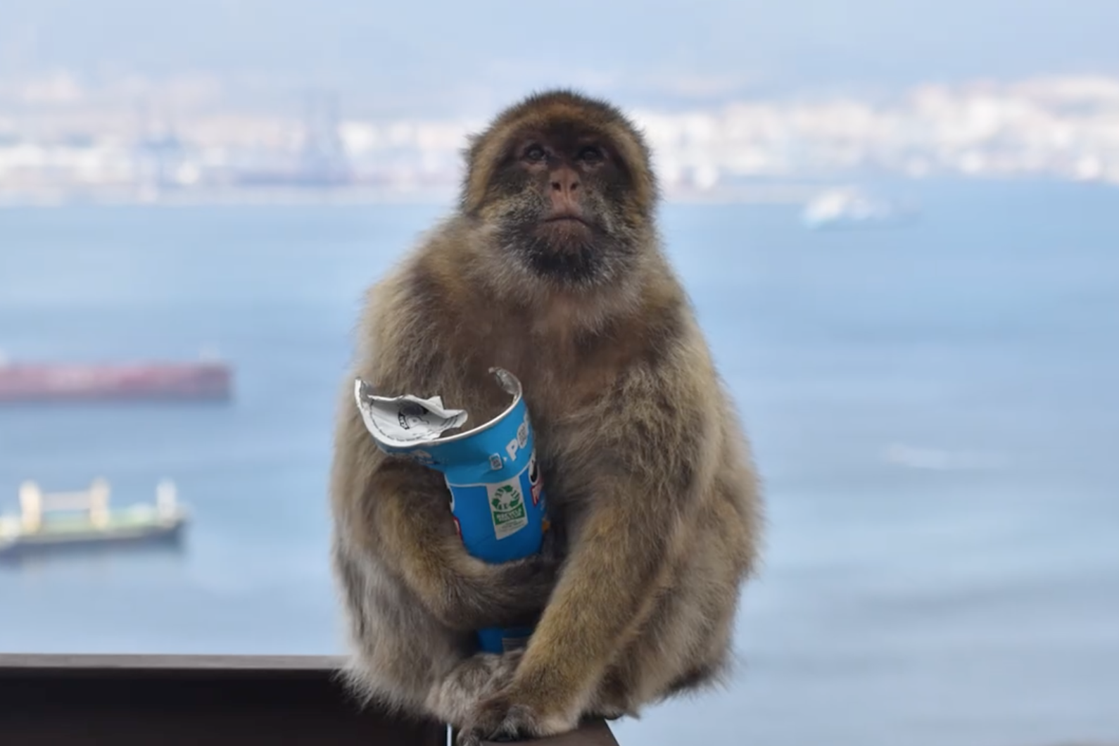 University of Cambridge gibilterra scimmie macachi junk food patatine