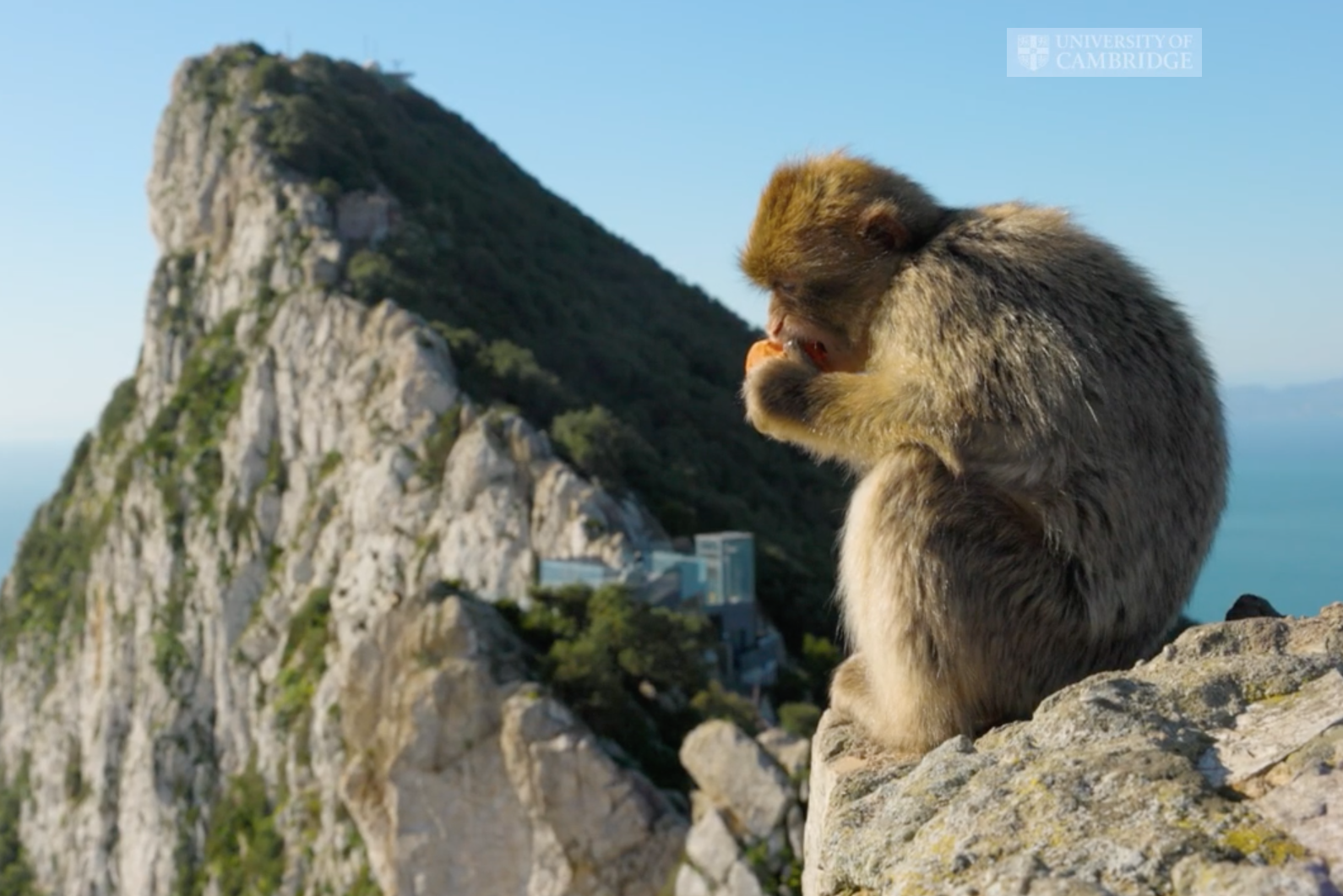 University of Cambridge gibilterra scimmie macachi junk food