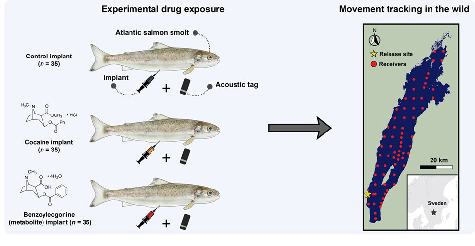 cocaina salmoni Cocaine pollution alters the movement and space use of Atlantic salmon (Salmo salar) in a large natural lakeAuthor: Jack A. Brand,Daniel Palm,Daniel Cerveny,Marcus Michelangeli,Aneesh P.H. Bose,Erin S. McCallum,Gustav Hellström,Jerker Fick,Bryan W. Brooks,Tomas Brodin,Michael G. Bertram Publication: Current Biology Publisher: Elsevier Date: 20 April 2026