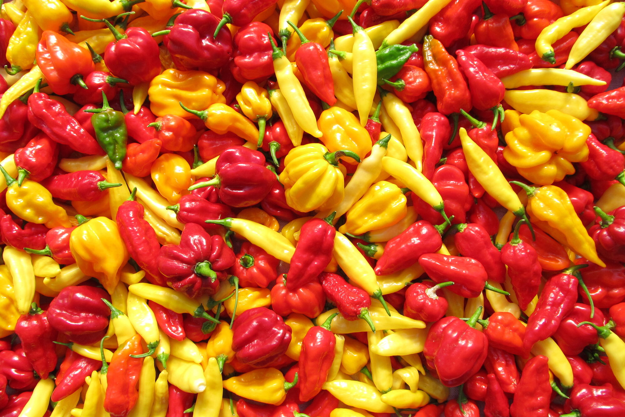 Peperoncini gialli e rossi assortiti