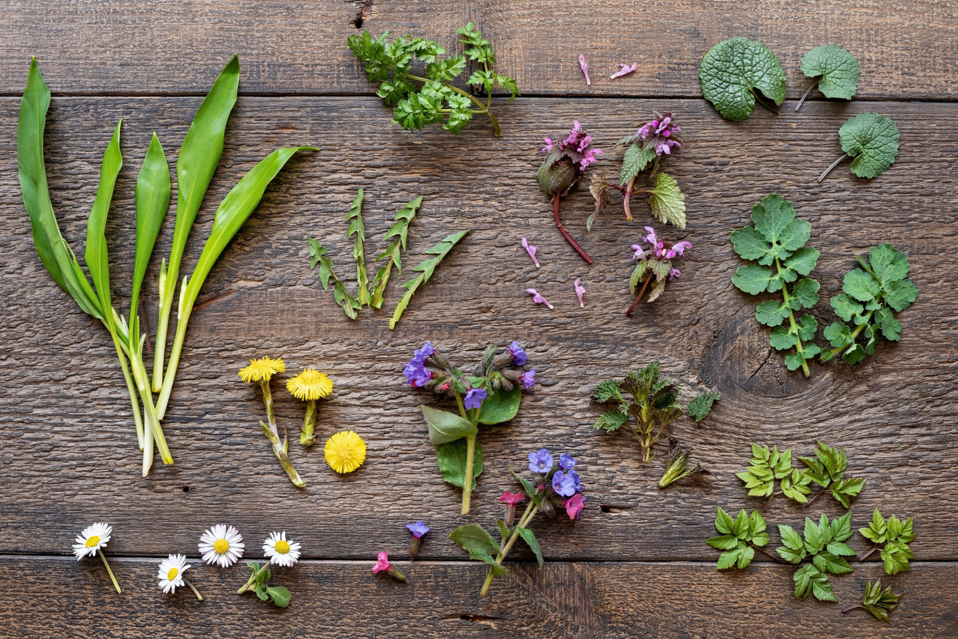 Erbe spontanee commestibili: aglio orsino, ortica, sambuco, tarassaco, margherite; concept: foraging