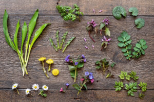 Erbe spontanee commestibili: aglio orsino, ortica, sambuco, tarassaco, margherite; concept: foraging