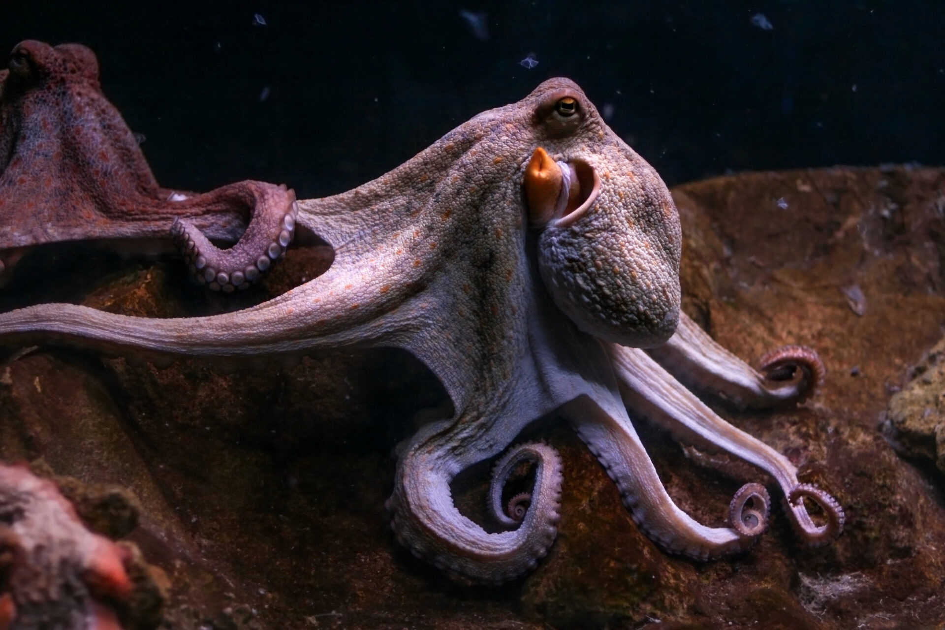Due polpi che si tengono per i tentacoli; concept: polpo