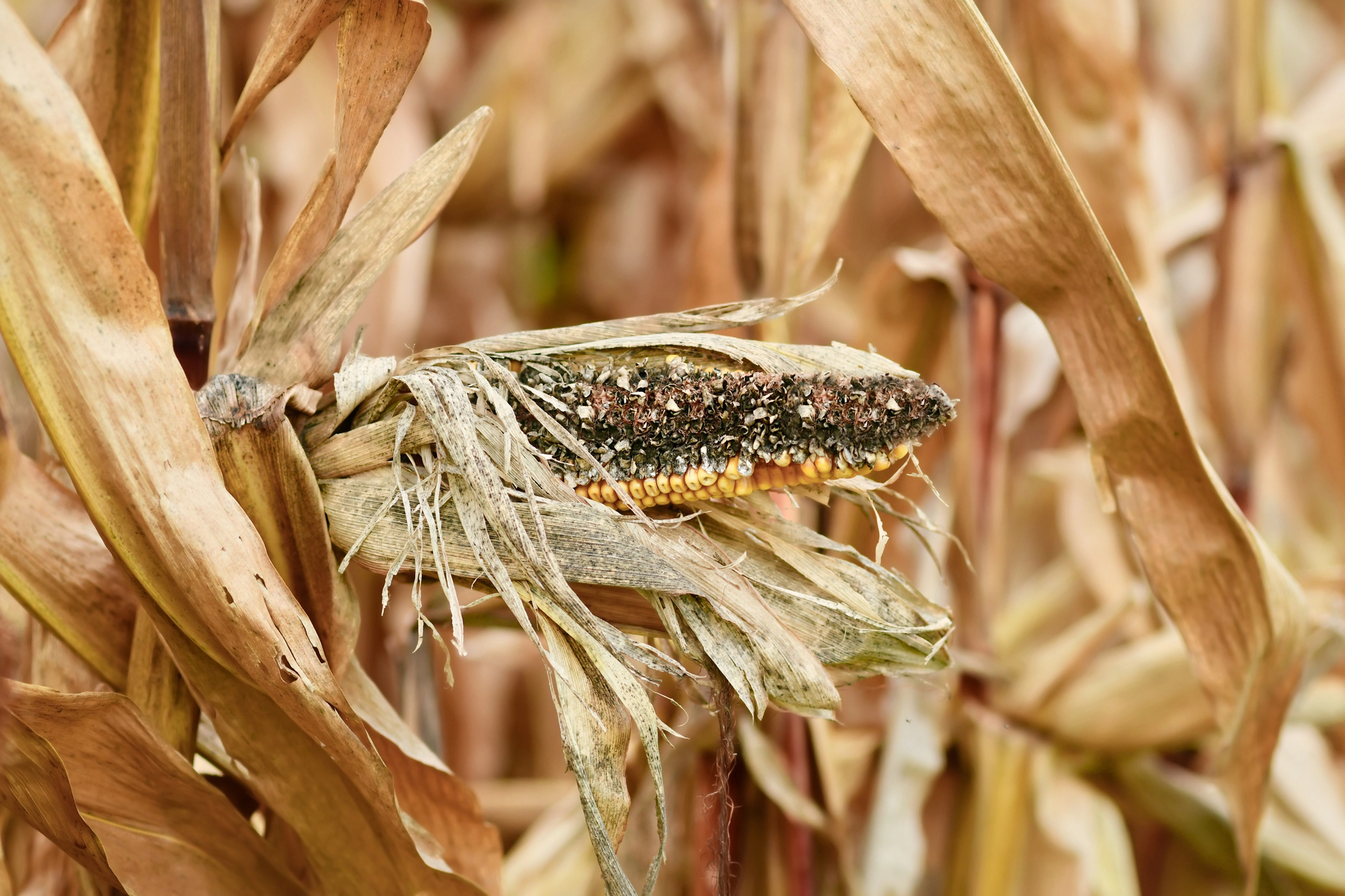 Una pannocchia di mais malata su una pianta secca; concept: cambiamento climatico, ondate di calore, siccità
