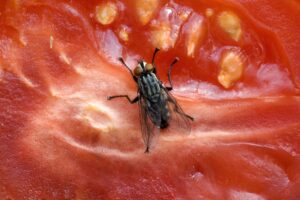 Mosca su un pomodoro tagliato; concept: mosche, insetti, infestanti