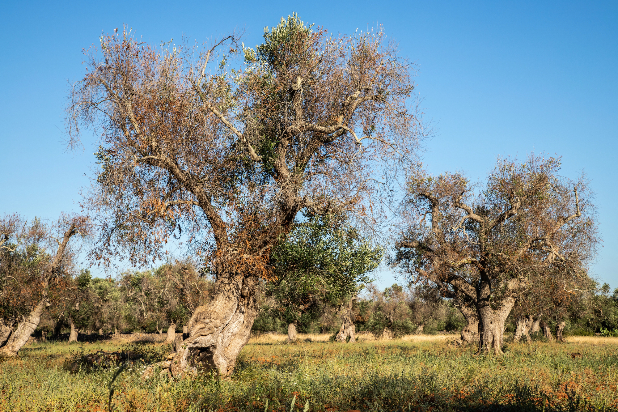 Olivi infettati da Xylella fastidiosa