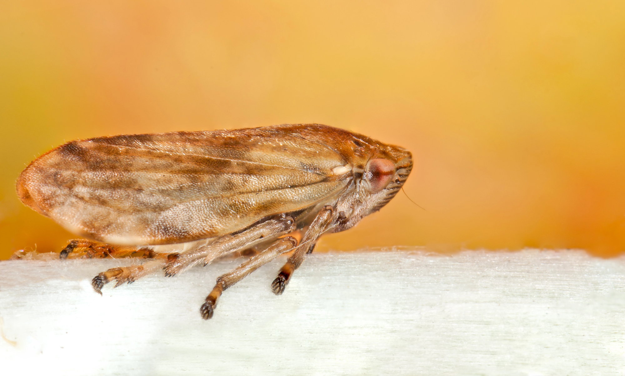 Sputacchina media (Philaenus spumarius)