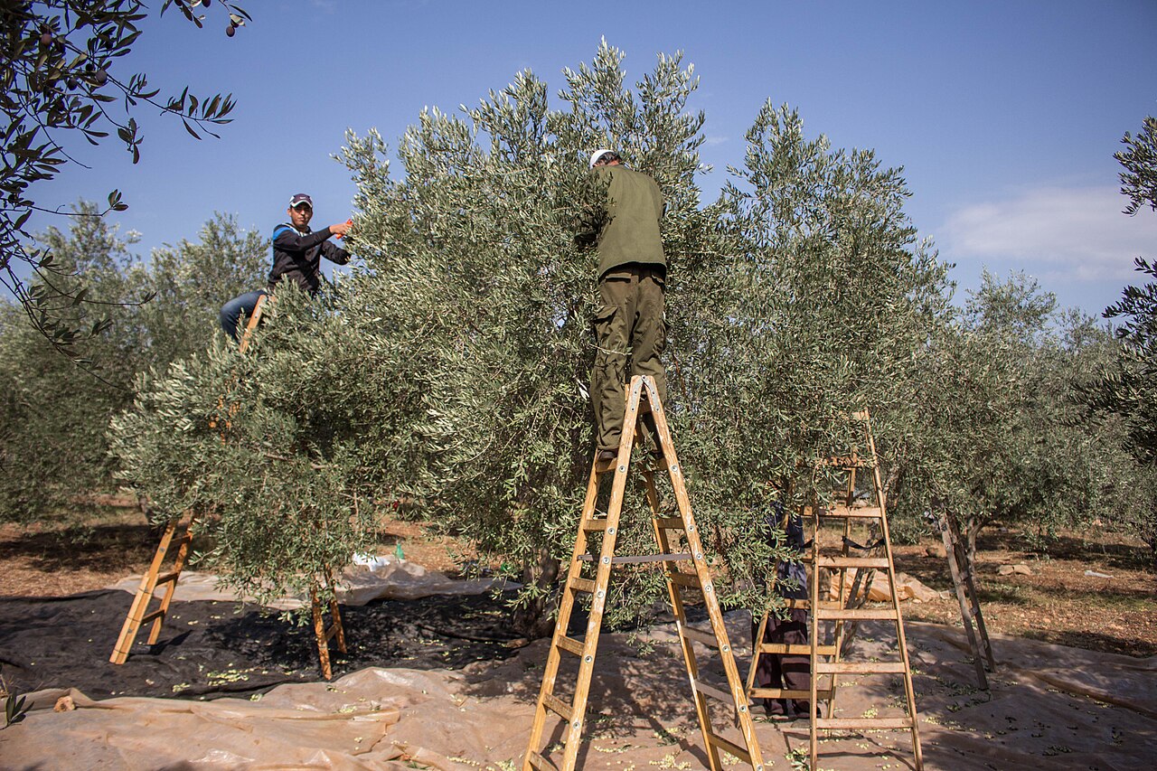 Agricoltori palestinesi raccolgono olive a JeninTrickyH, CC BY-SA 3.0 <https://creativecommons.org/licenses/by-sa/3.0>, via Wikimedia Commons