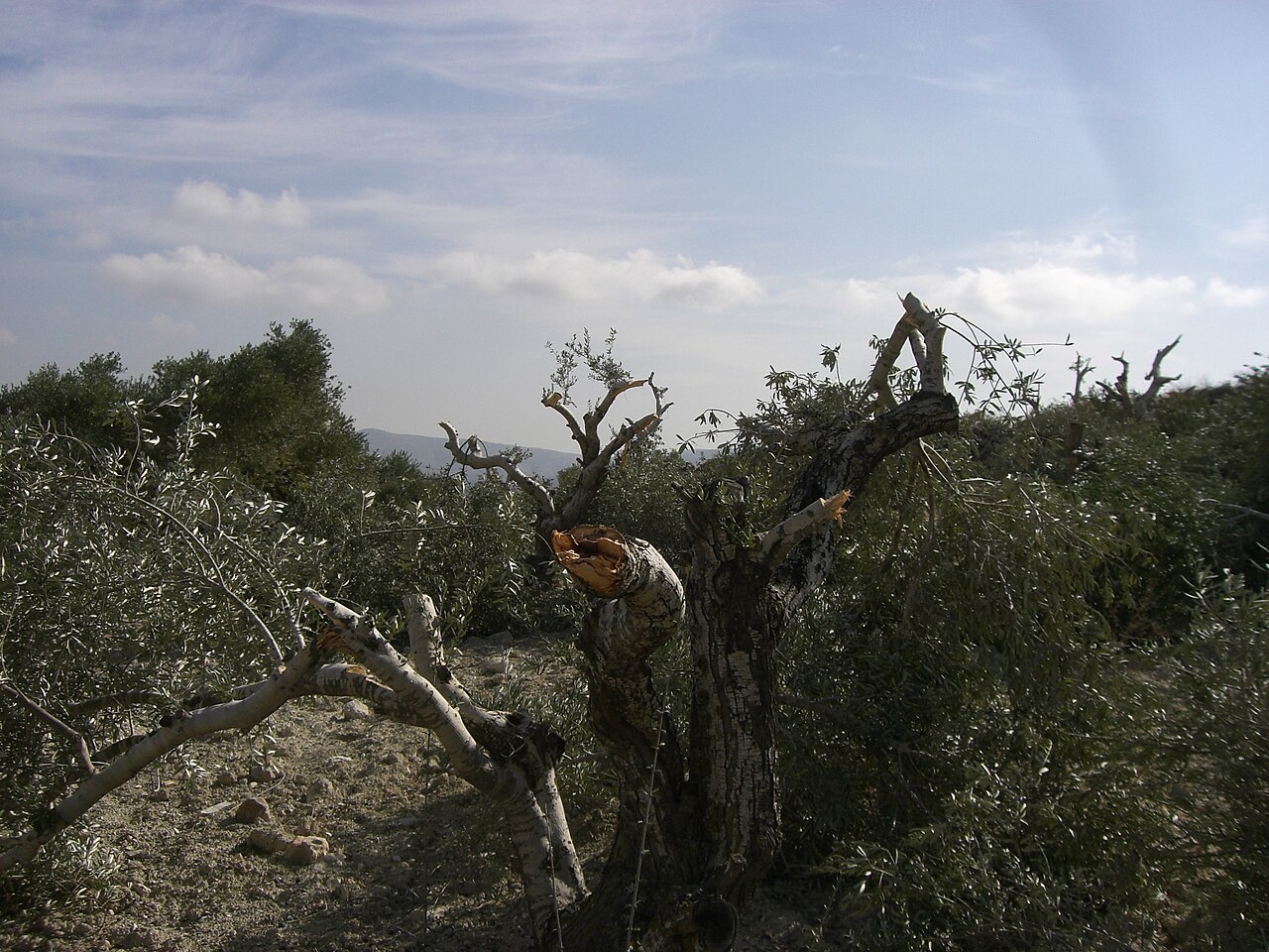 Olivo distrutto in Palestina - ISM Palestine, CC BY-SA 2.0 <https://creativecommons.org/licenses/by-sa/2.0>, via Wikimedia Commons