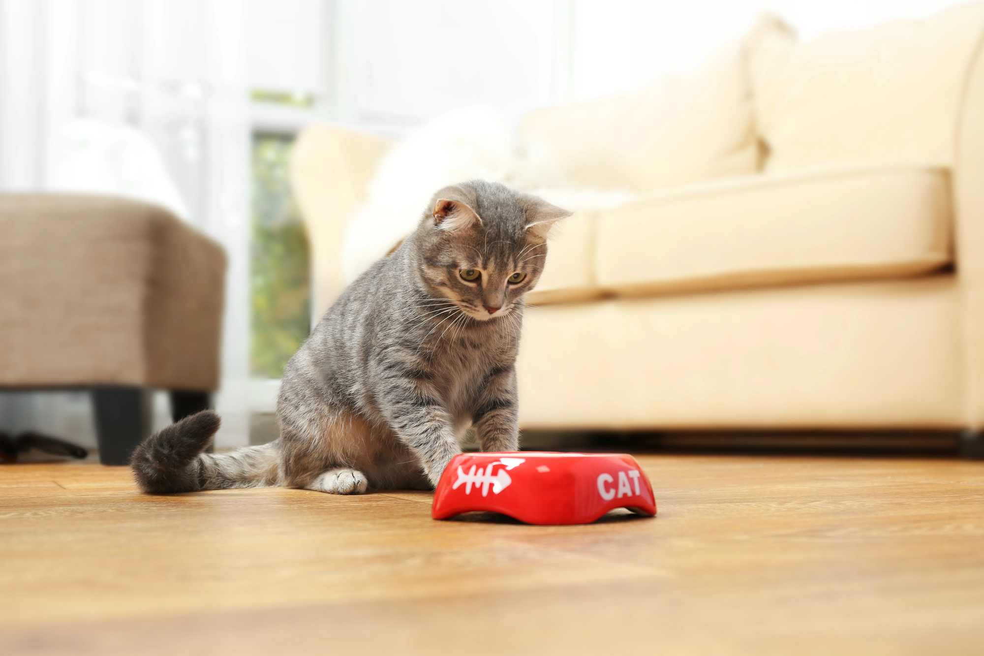 gatto gatti mangime pet food felini cute-cat-eating-food-Depositphotos_133984398_L