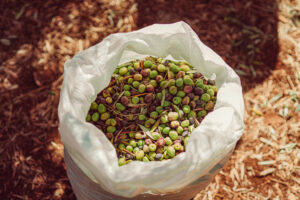 Raccolta delle olive in Palestina; concept: olio d'oliva