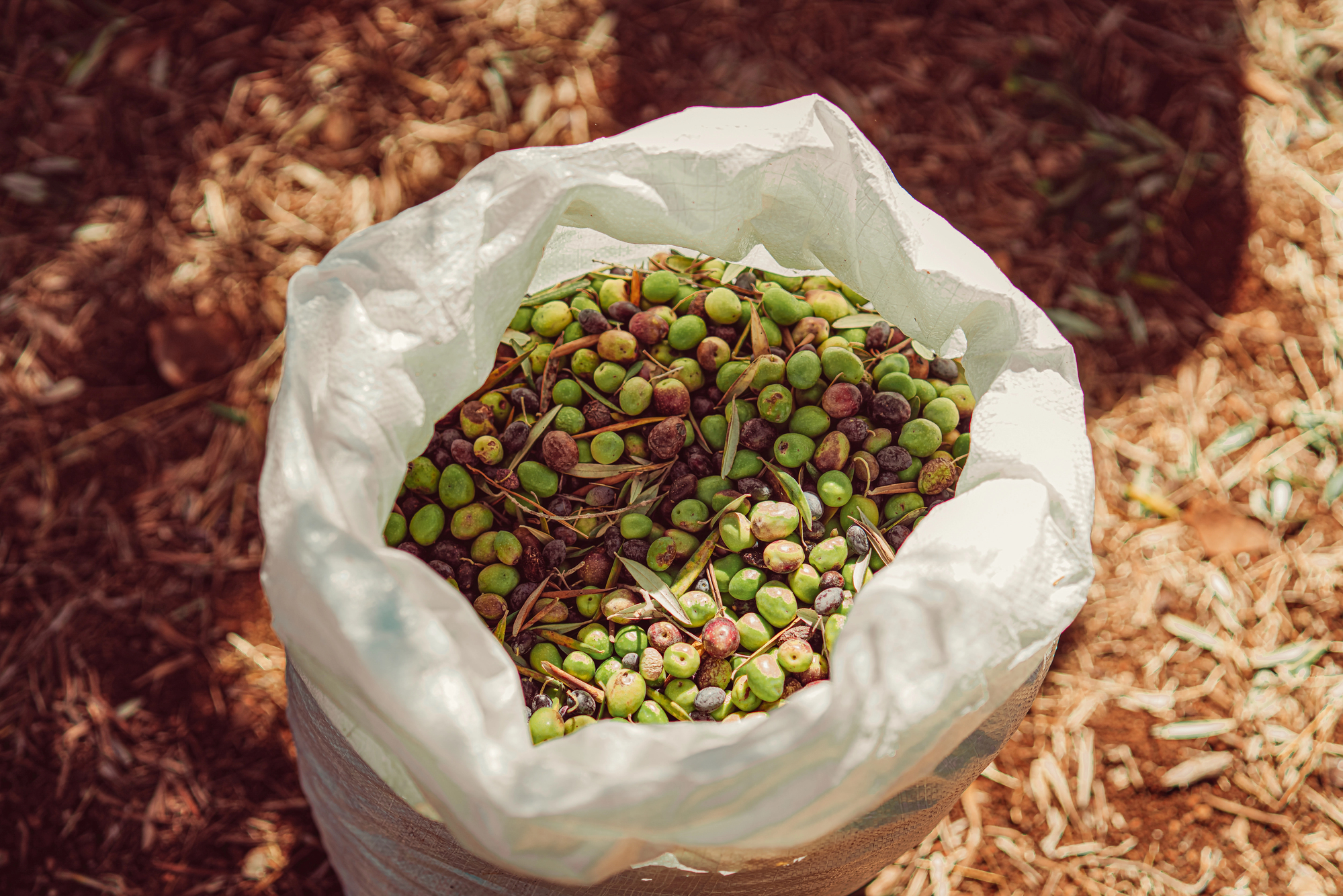 Raccolta delle olive in Palestina; concept: olio d'oliva
