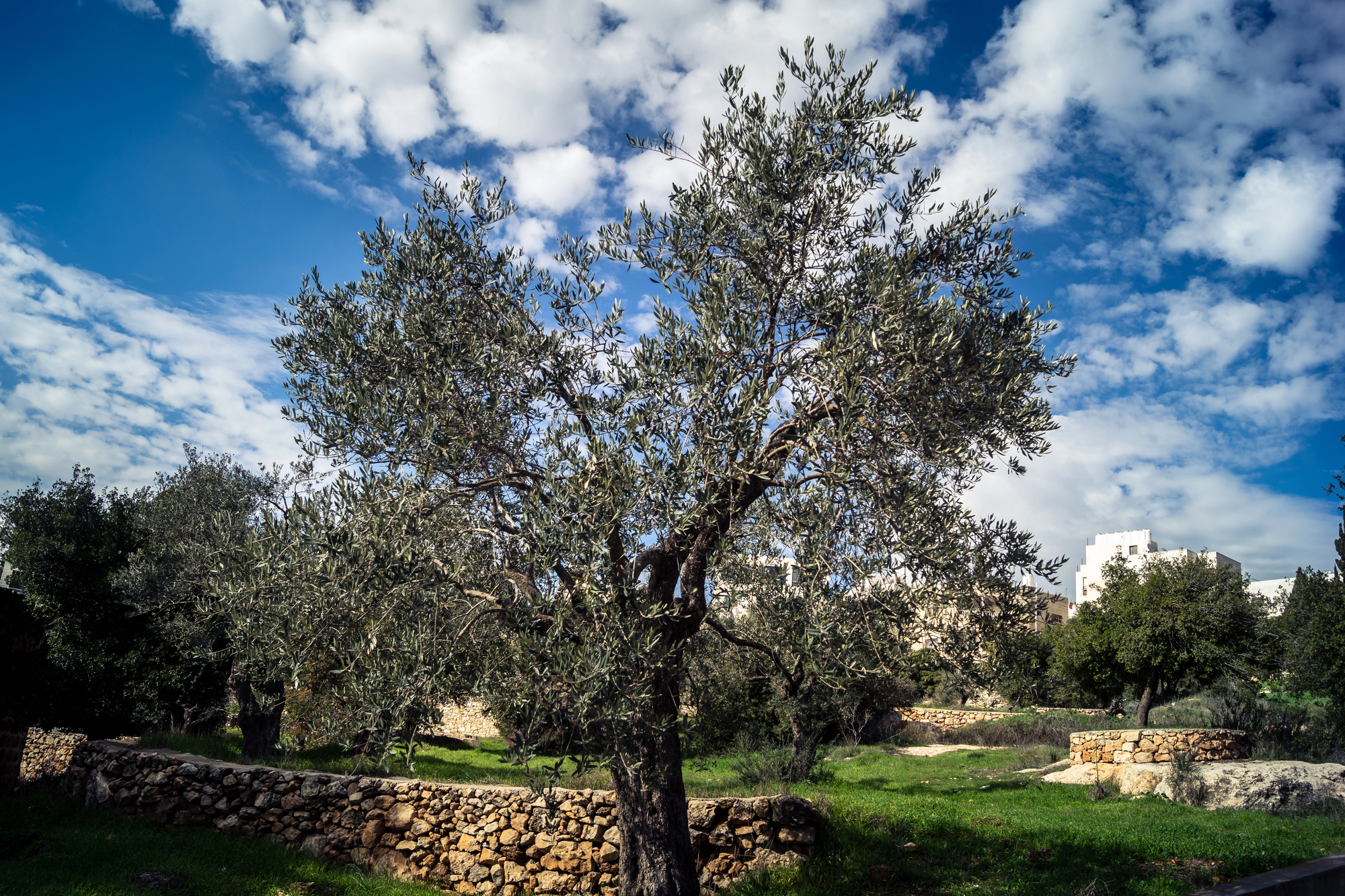 Antico olivo ad Al Khalil, città palestinese
