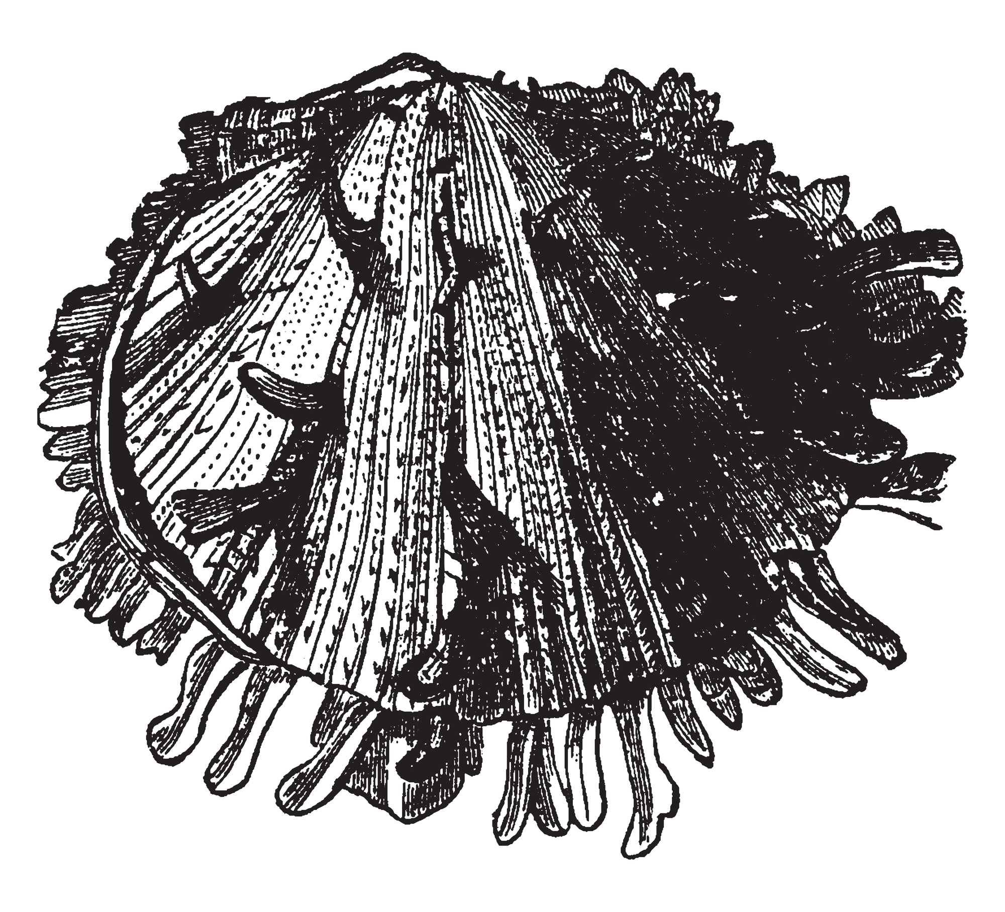Spondylus Gaederopus, con valve di dimensioni diverse, illustrazione d’epoca realizzata con disegno a tratto o incisione. spondilo-Spondylus-gaederopus-mollusco-famiglia-capesante-molluschi-pesci-frutti-di-mare